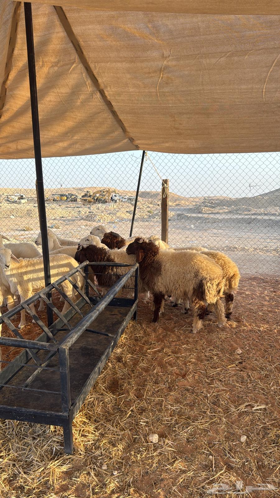 Naeem's Meat Slaughtering64445878895745112