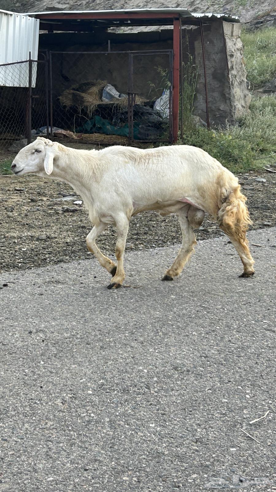 Intact ram from Shahran, conditioned64456282572674112