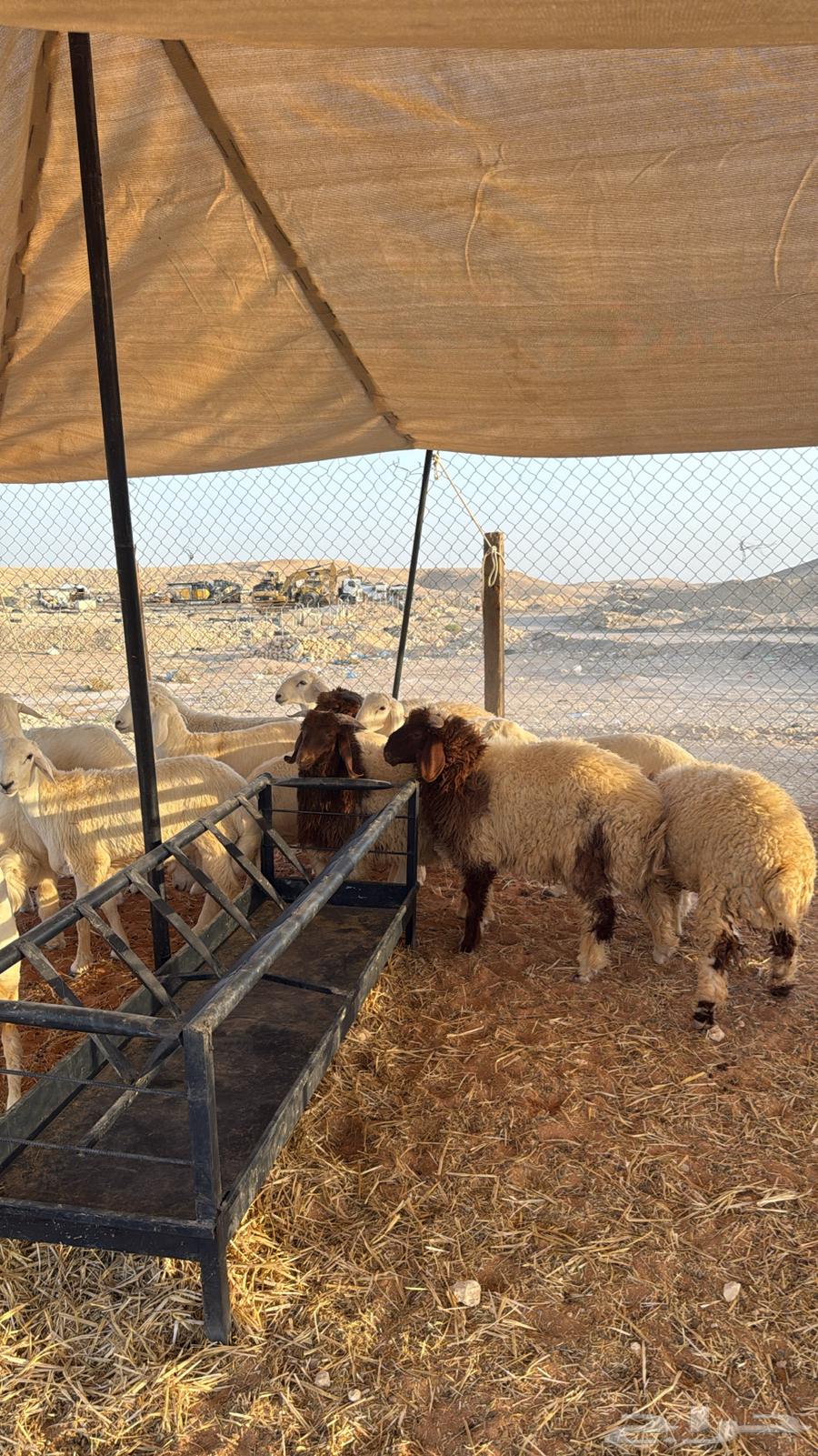 Naeem's Meat Slaughtering64445878895745111