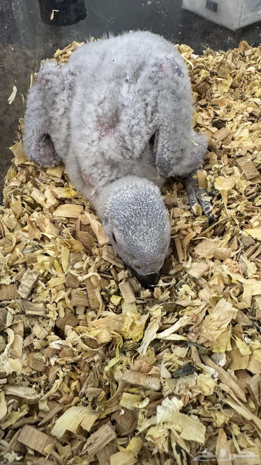 فرخ كاسكو للبيع64544481111810111