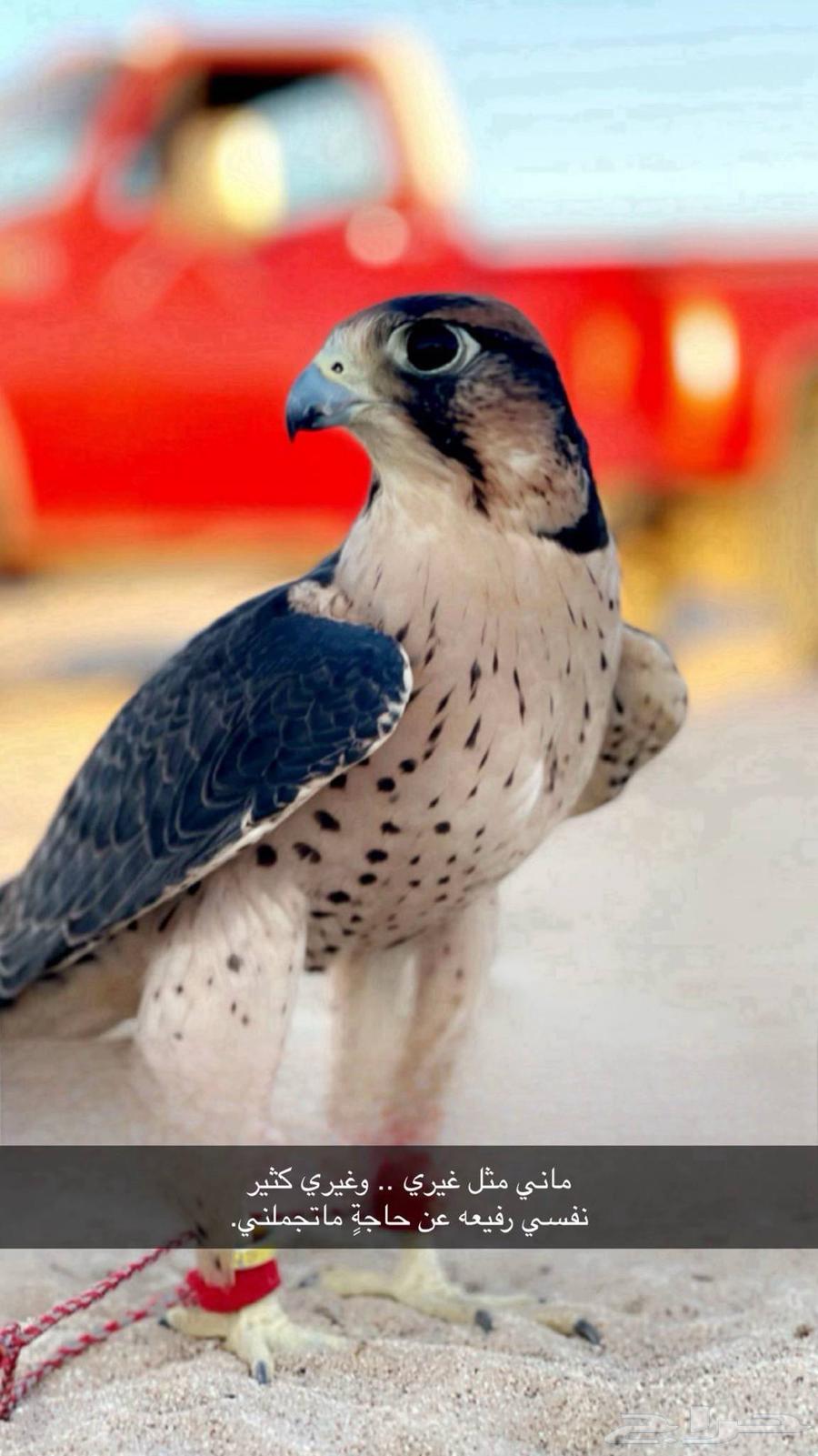 توصيل مشاوير شهري64176776160643110