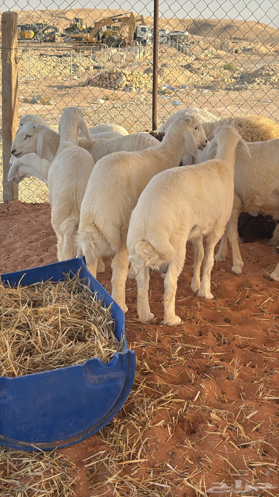 Naeem's Meat Slaughtering64445878895745110