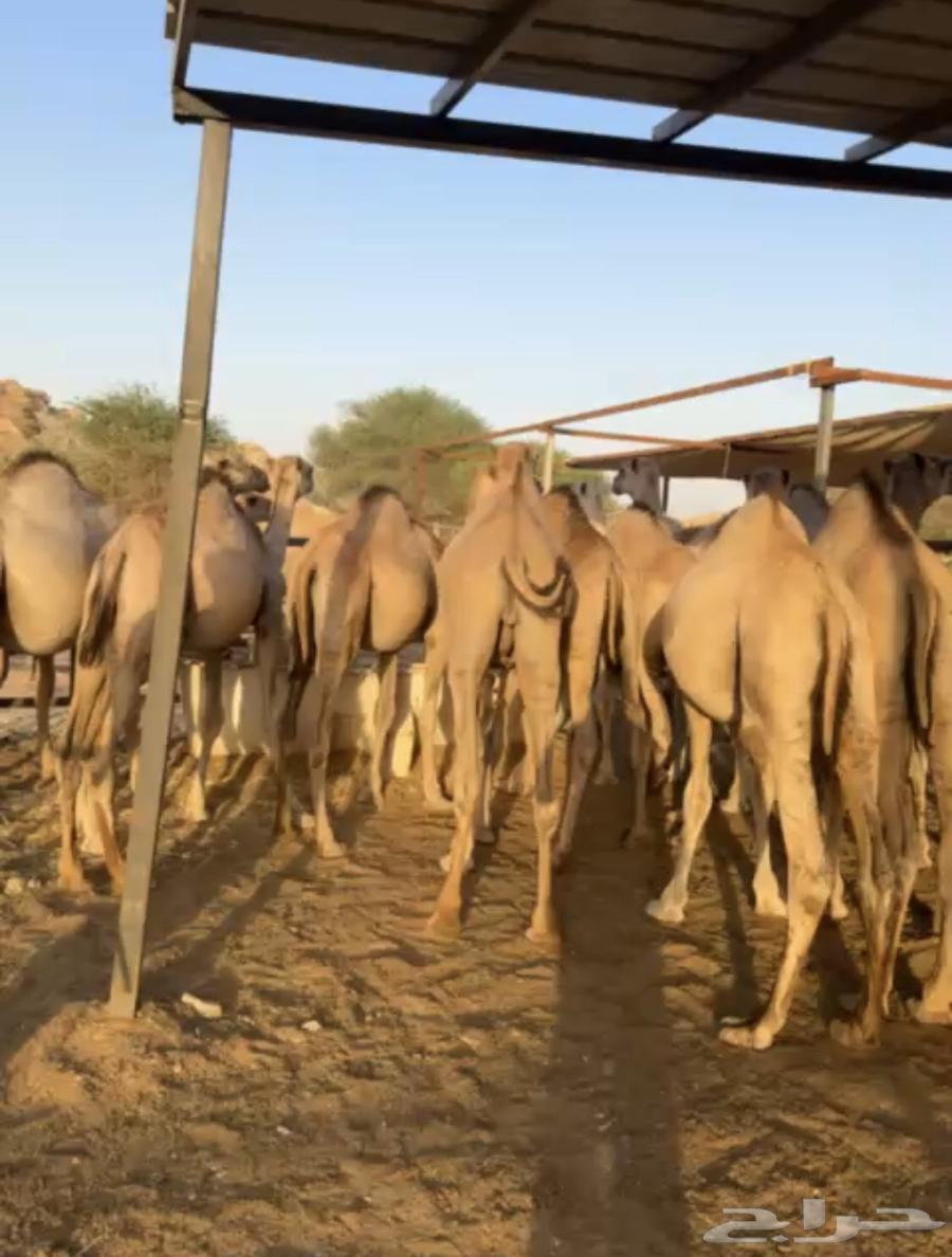 قعدان صومالية مرابي كفووو 4 الاف ريال64483798788738110