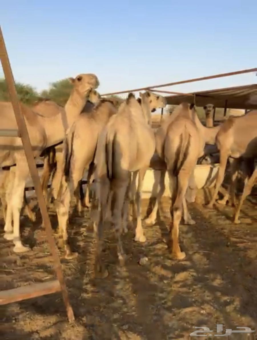 قعدان صومالية مرابي كفووو 4 الاف ريال64483798788738111