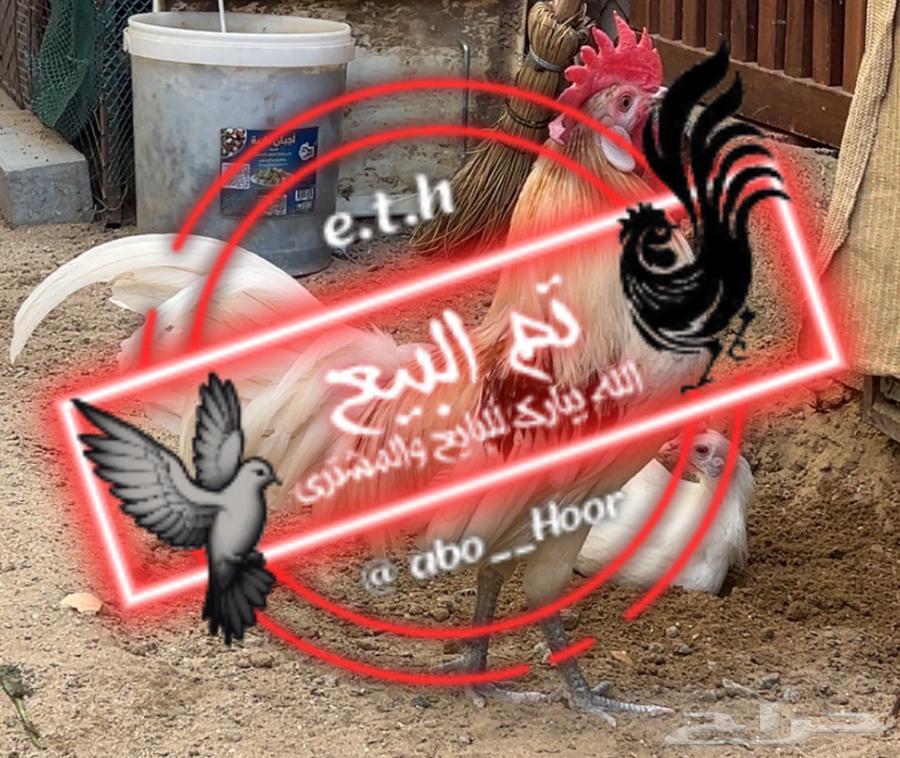 Phoenix Chicken64520119201667110