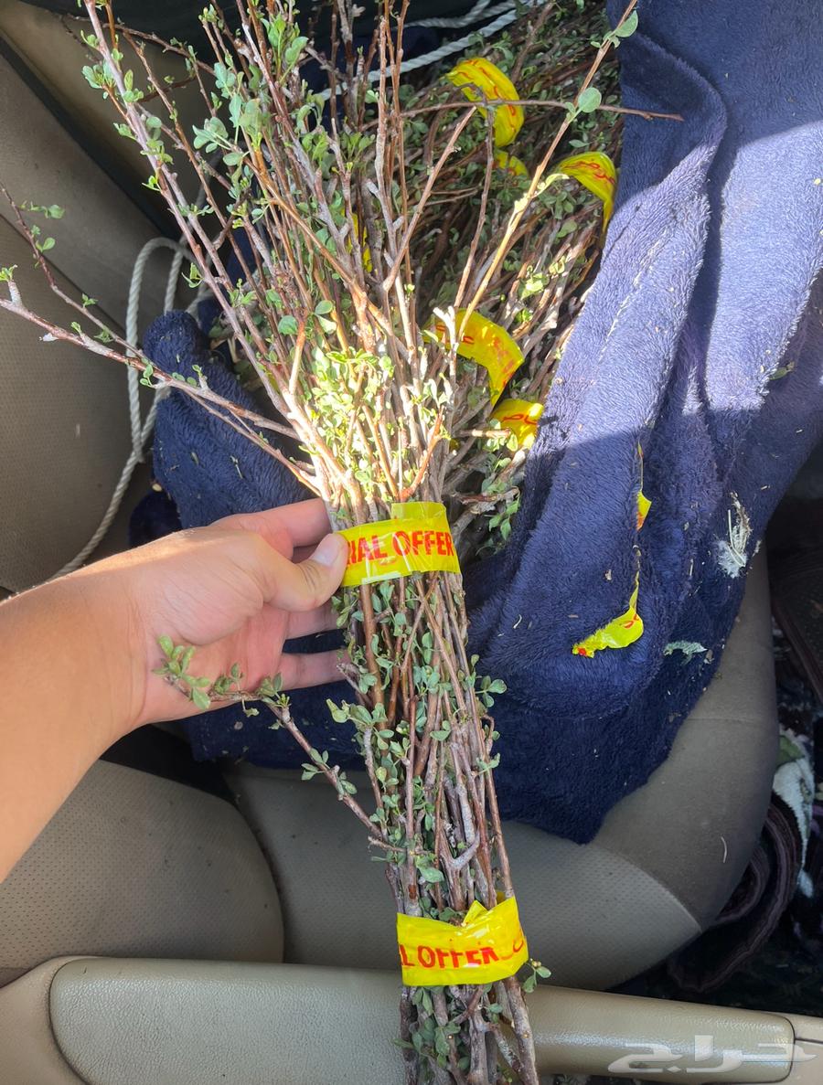 بشام جبلي اخضر64461952945539112