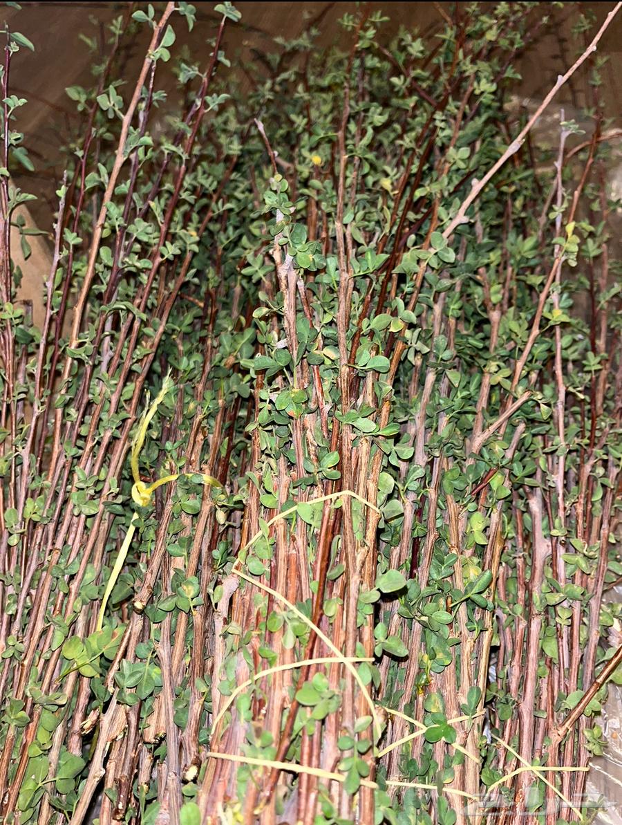 بشام جبلي اخضر64461952945539111