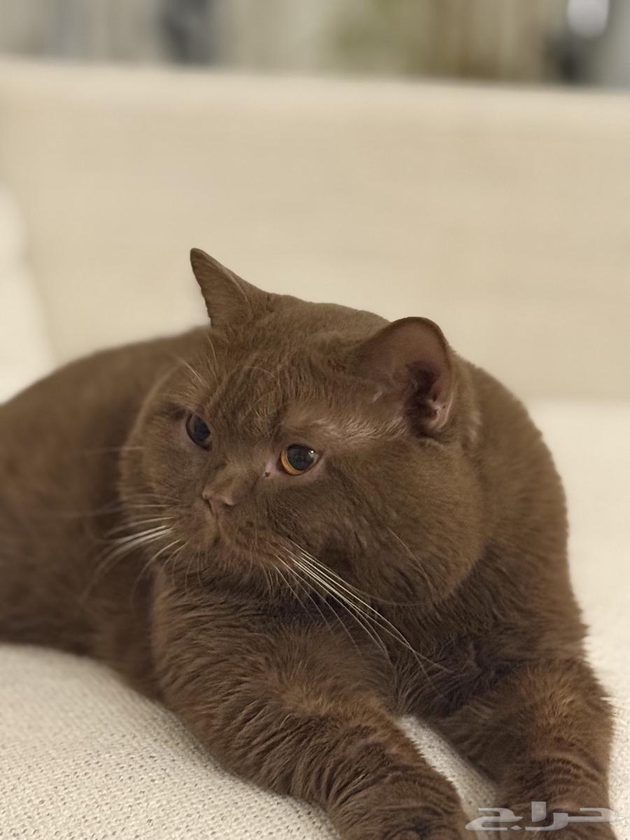 بريتش سينامون64597507845762110