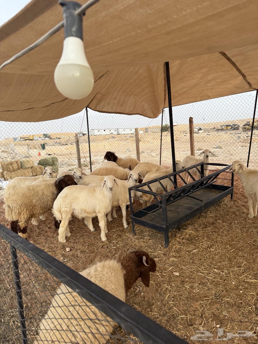 Naeem's Meat Slaughtering64445878895745113