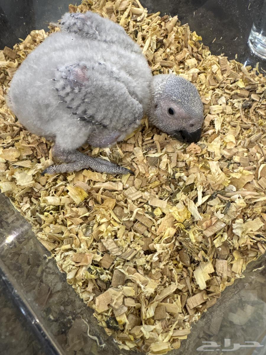 فرخ كاسكو للبيع64544481111810112