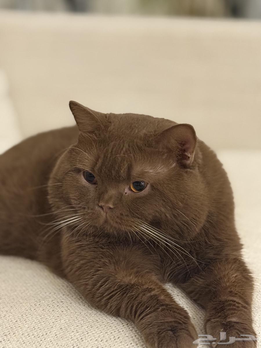 بريتش سينامون مستورد64593521942402111