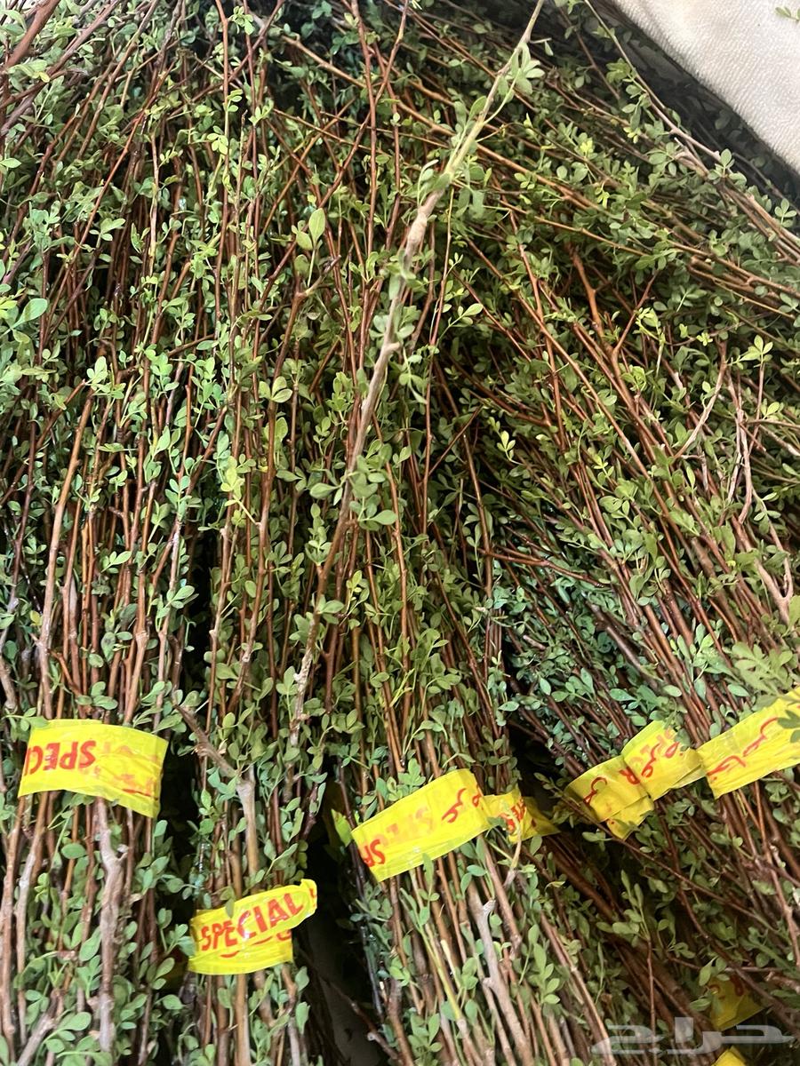 بشام جبلي اخضر64461952945539110