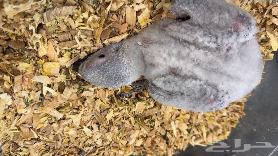 فرخ كاسكو للبيع64544481111810110