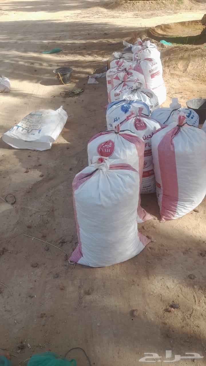 Nafie Date64529093048322113