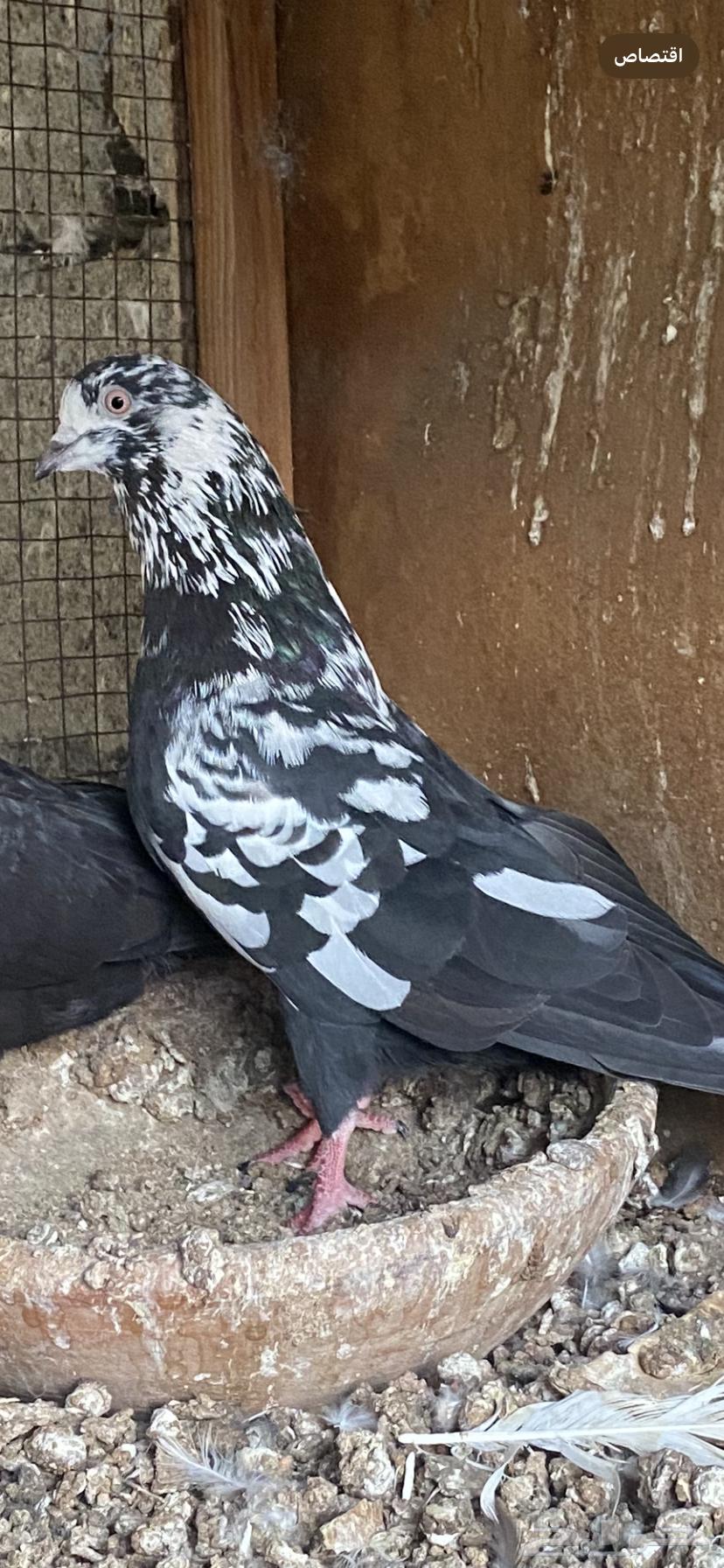 حمام قطيفي64435596411778113