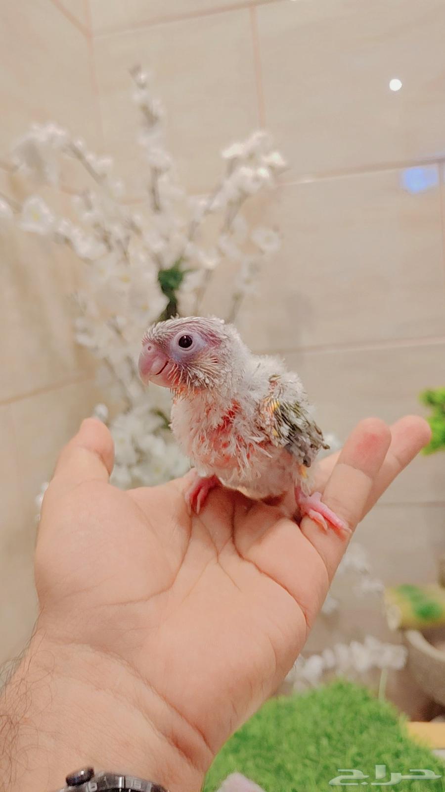 فروخ كنيور64594053759490112