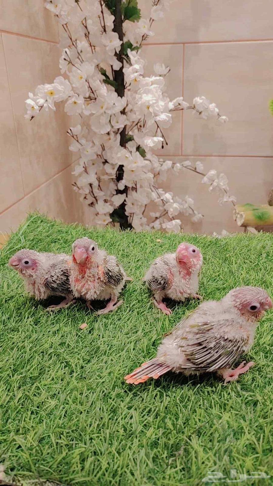 فروخ كنيور64594053759490114