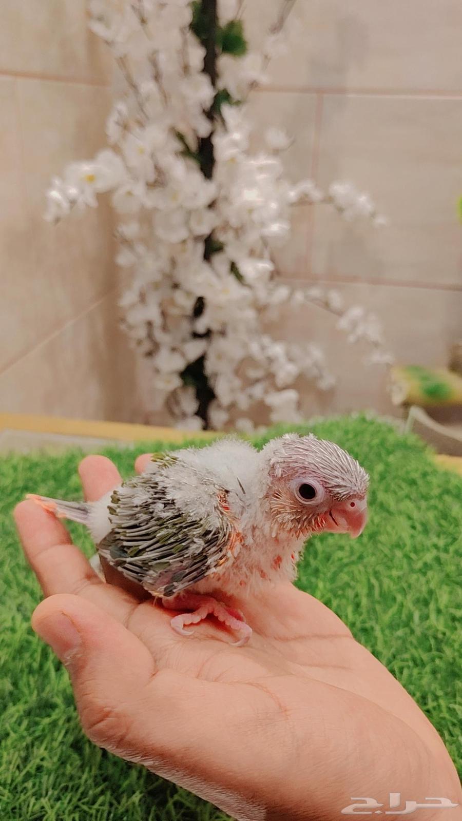 فروخ كنيور64594053759490113