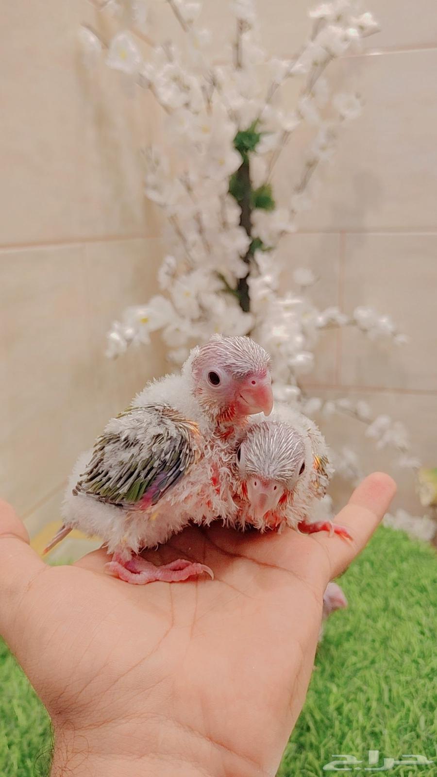 فروخ كنيور64594053759490111