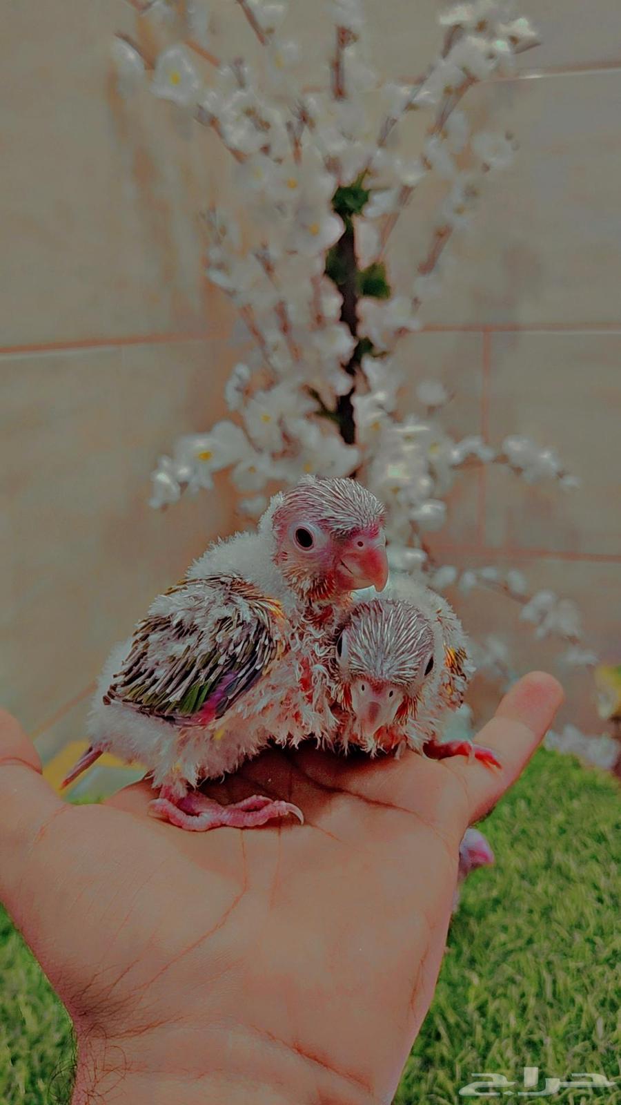 فروخ كنيور64594053759490110