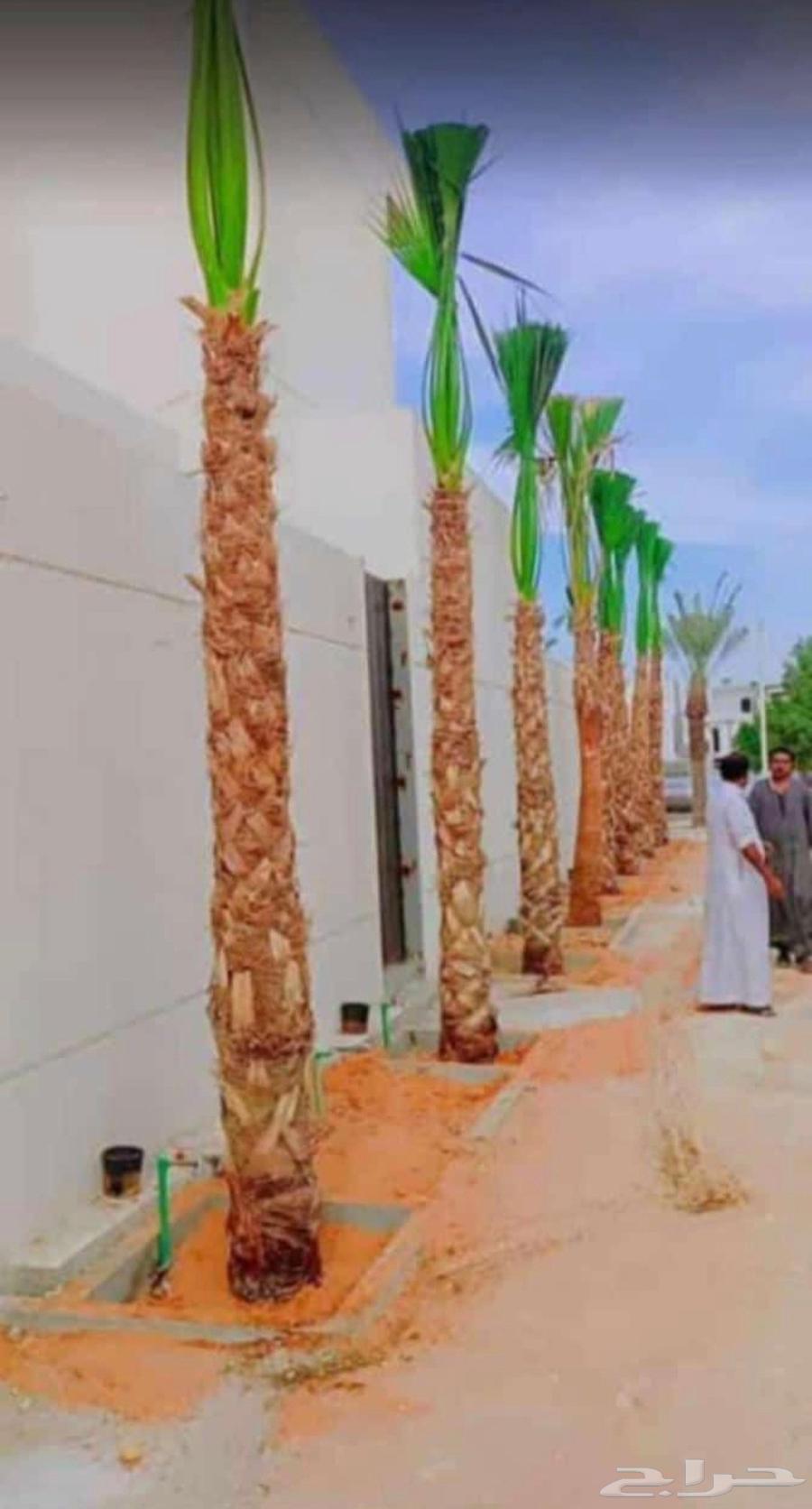 مقاول اعمال تراثيه وشبوك مزارع واسوار ويوجد توريد وزراعة نخل64164767580545113