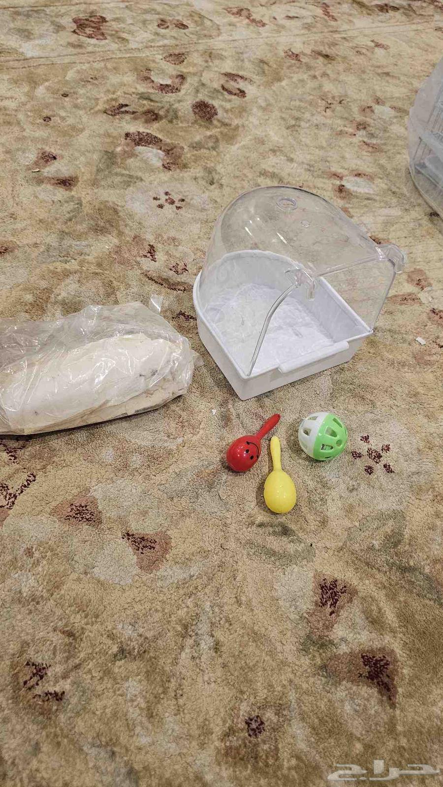 روز البينو عيون حمر للبيع64650916318723114