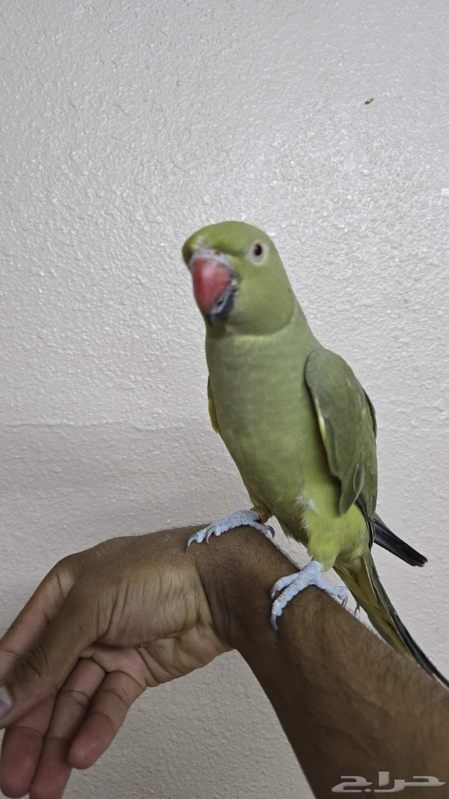 انثى درة اليفة للبيع64649173085955111