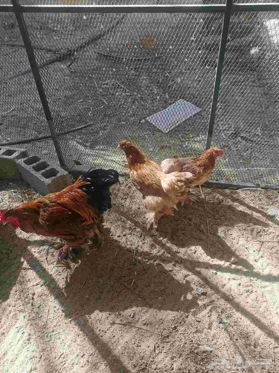 بيض براهما أمريكي مخصب للبيع64649818547331110