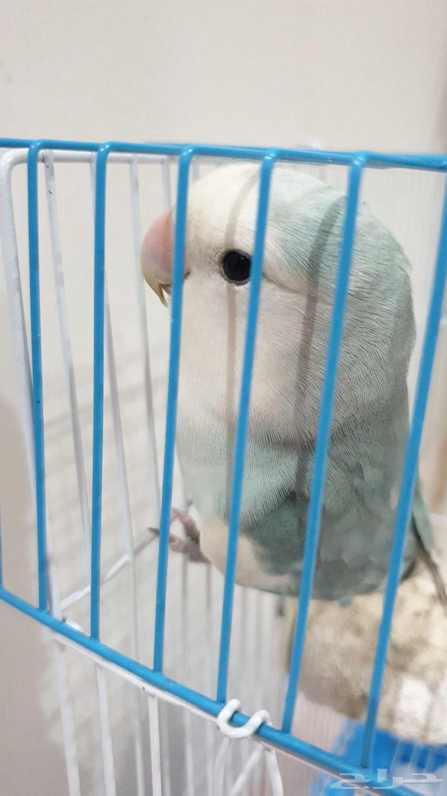 طيور روز للبيع64428147116801111