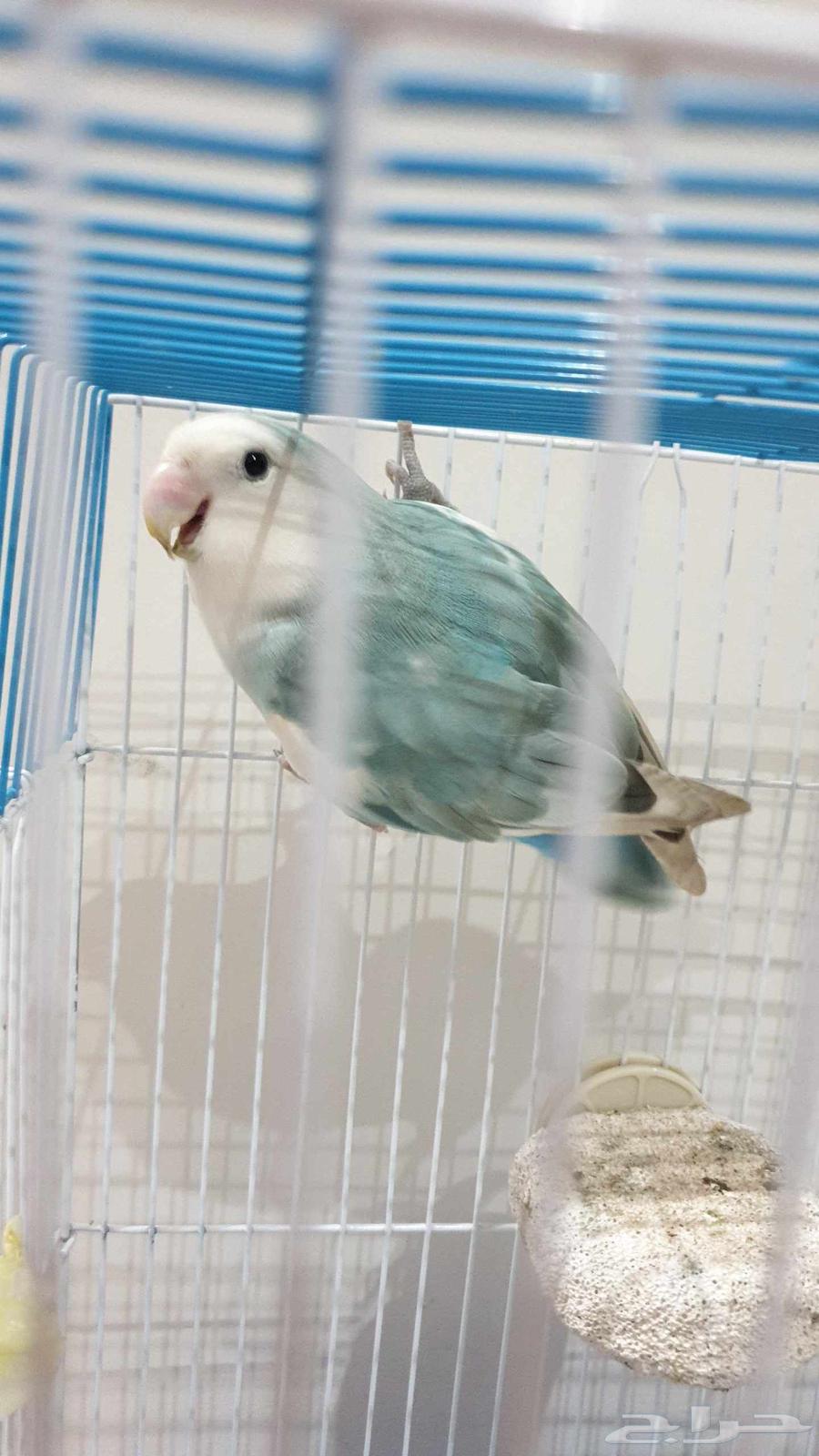 طيور روز للبيع64428147116801110