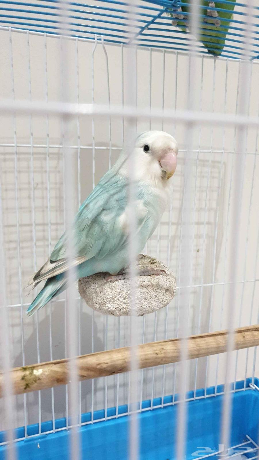 طيور روز للبيع64428147116801112