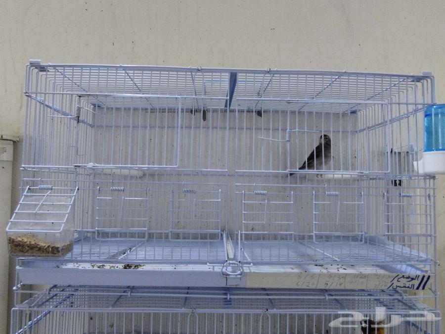 كناري سوري ذكور تغريد64654996198659112