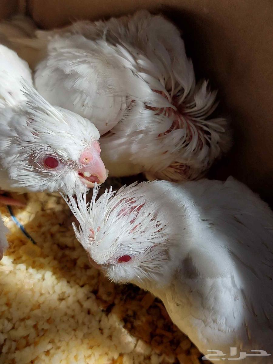 فراخ كوكتيل ألبينو ( كروان )64625185240578112