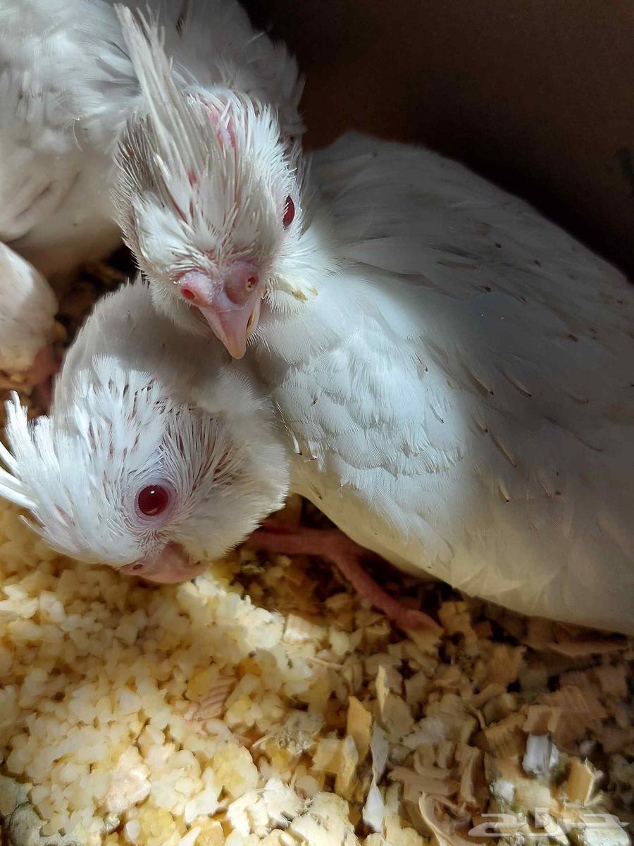 فراخ كوكتيل ألبينو ( كروان )64625185240578111