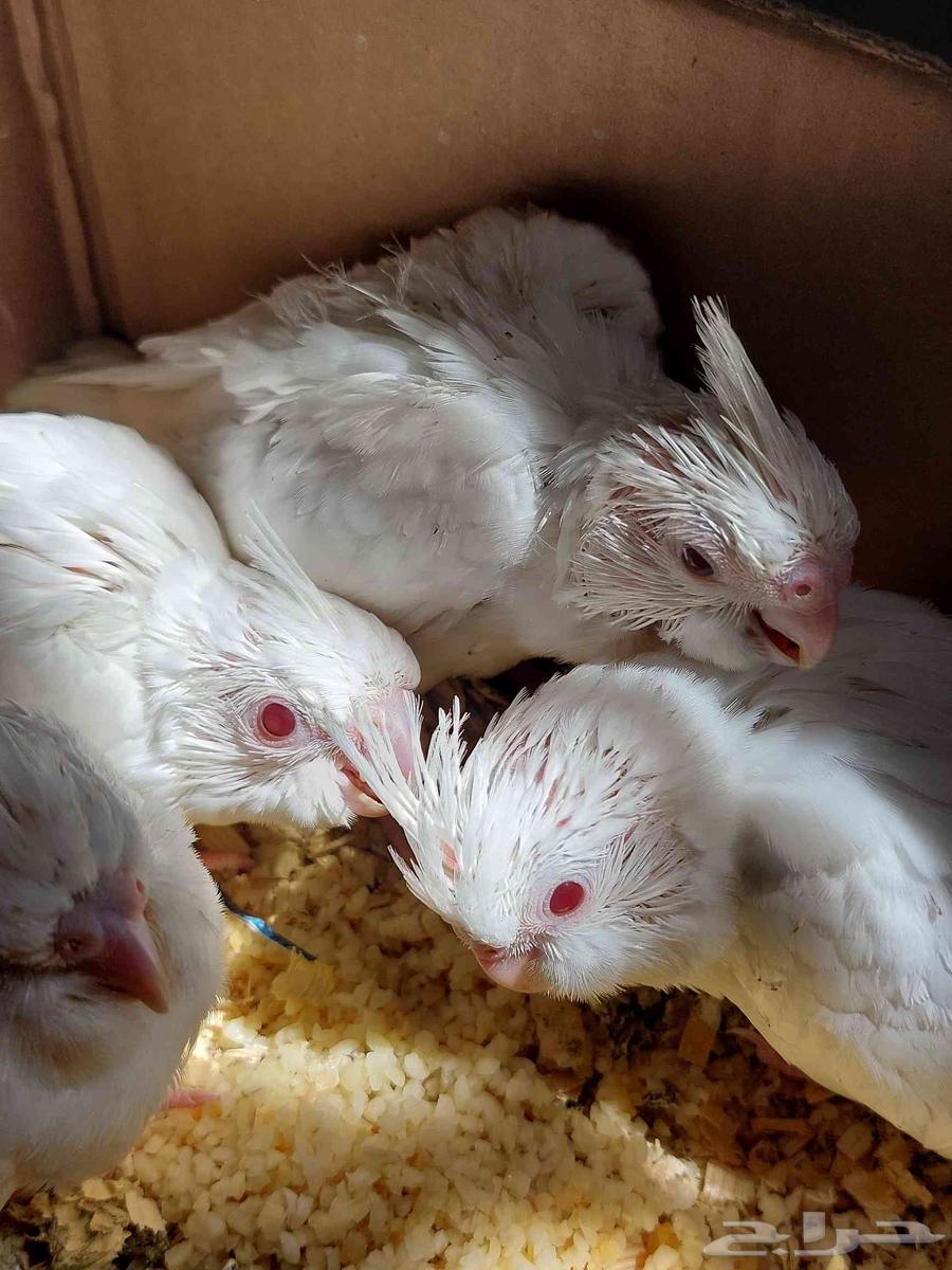 فراخ كوكتيل ألبينو ( كروان )64625185240578114