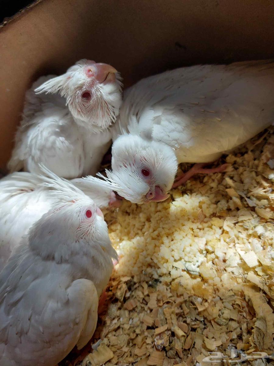 فراخ كوكتيل ألبينو ( كروان )64625185240578113