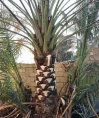 Irrigation Network64165199639171113