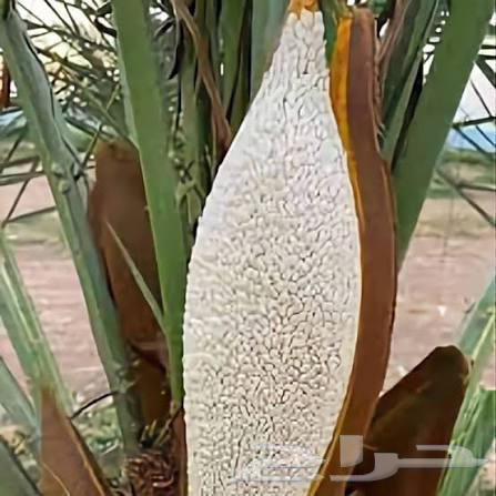 Irrigation Network64165199639171112