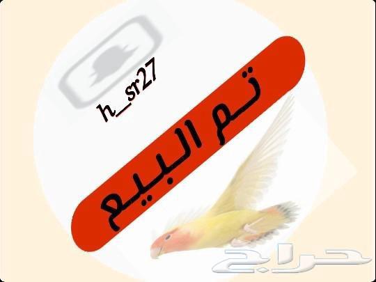 (تم البيع) زوج كروان البينو64606998091906110