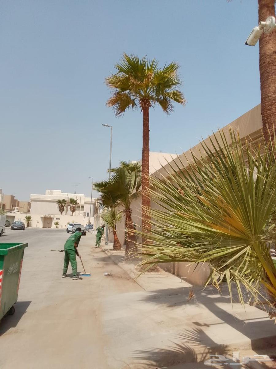 Pollination of Arabian and Washingtonian palm trees64165401957121111