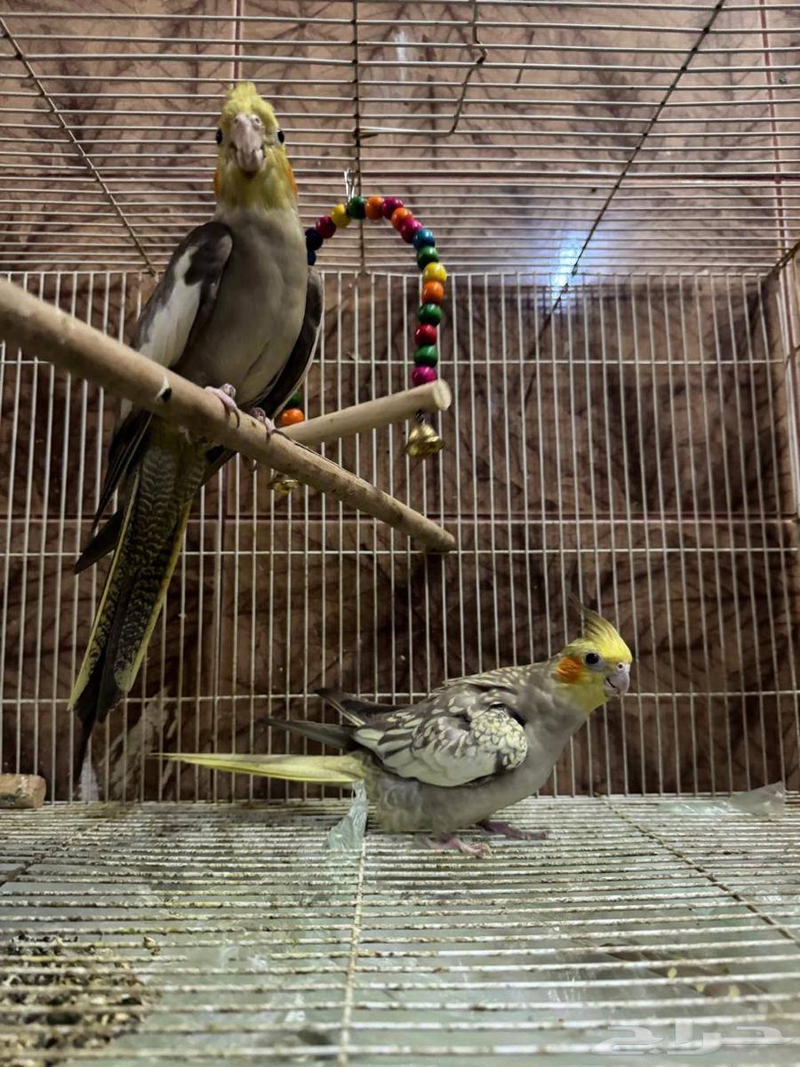 طيور كروان زوج السعر 225 ريال التواصل والاستفسار وتساب64578521554435113