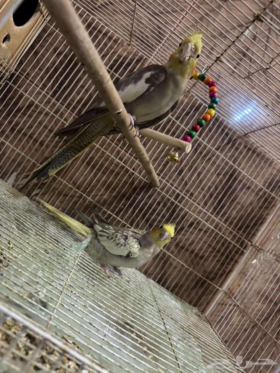 طيور كروان زوج السعر 225 ريال التواصل والاستفسار وتساب64578521554435112