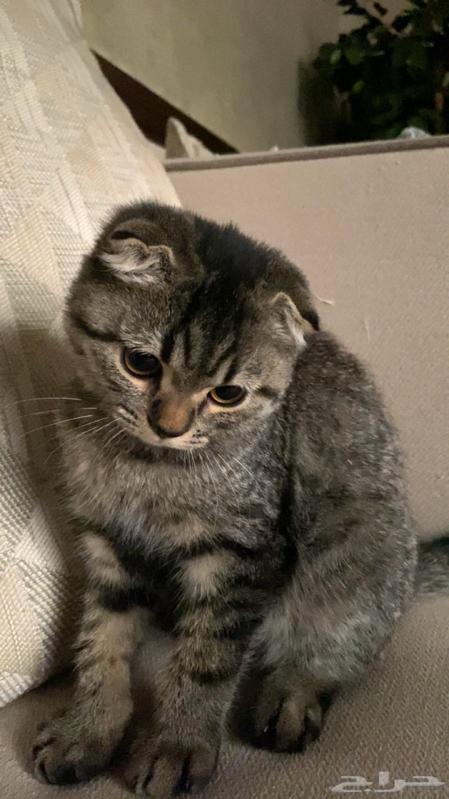 قطوة سكوتش فولد للبيع64448169383553112