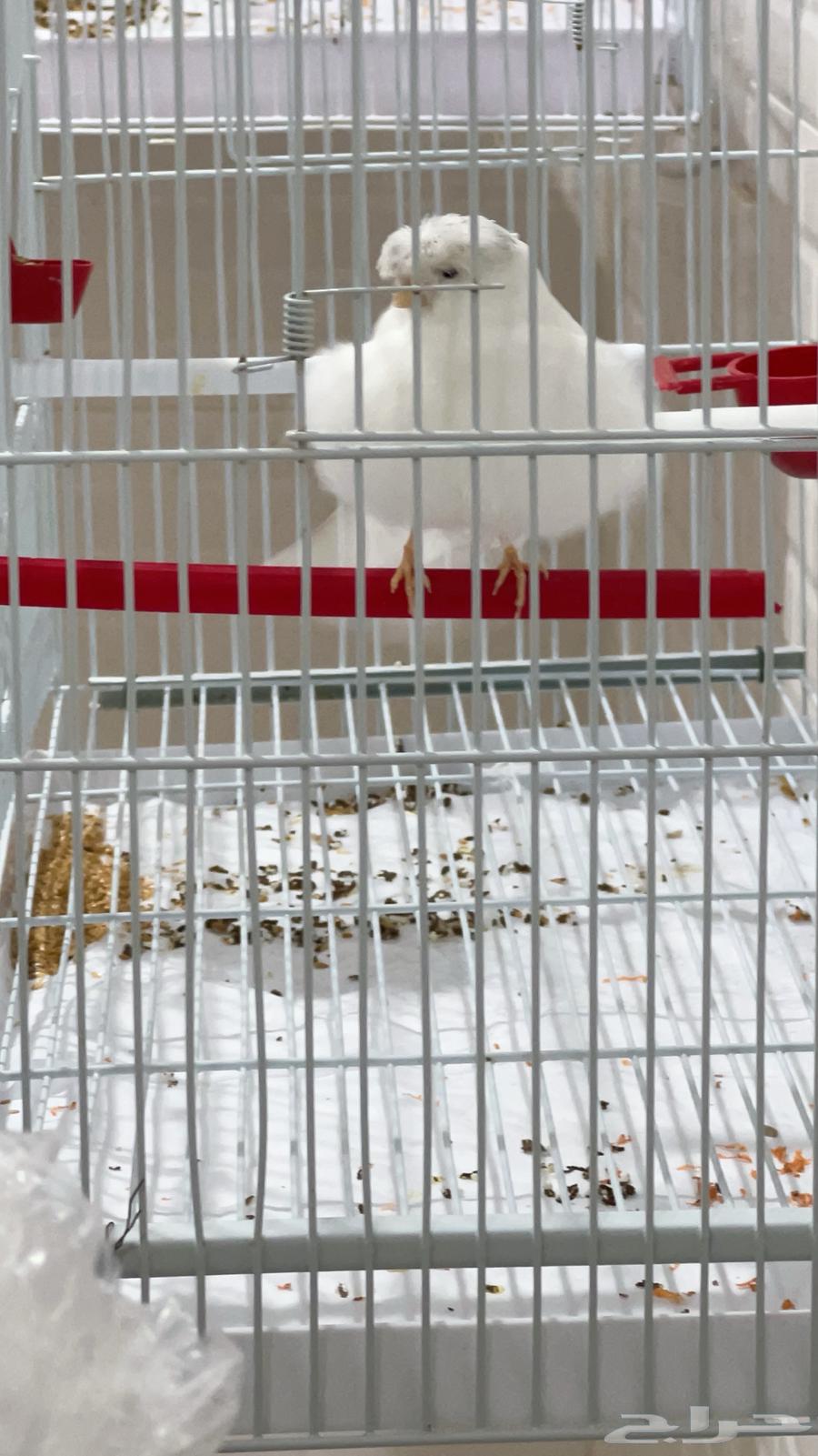 للبيع كناري اناثي قريب الجهوزيه .. صحة ونظافه 10064525649773059112