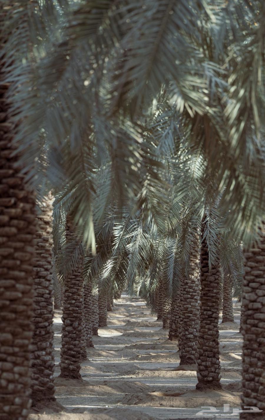 فرصة للبيع مشروع نخيل القصيم من المالك مباشره64515542721921113