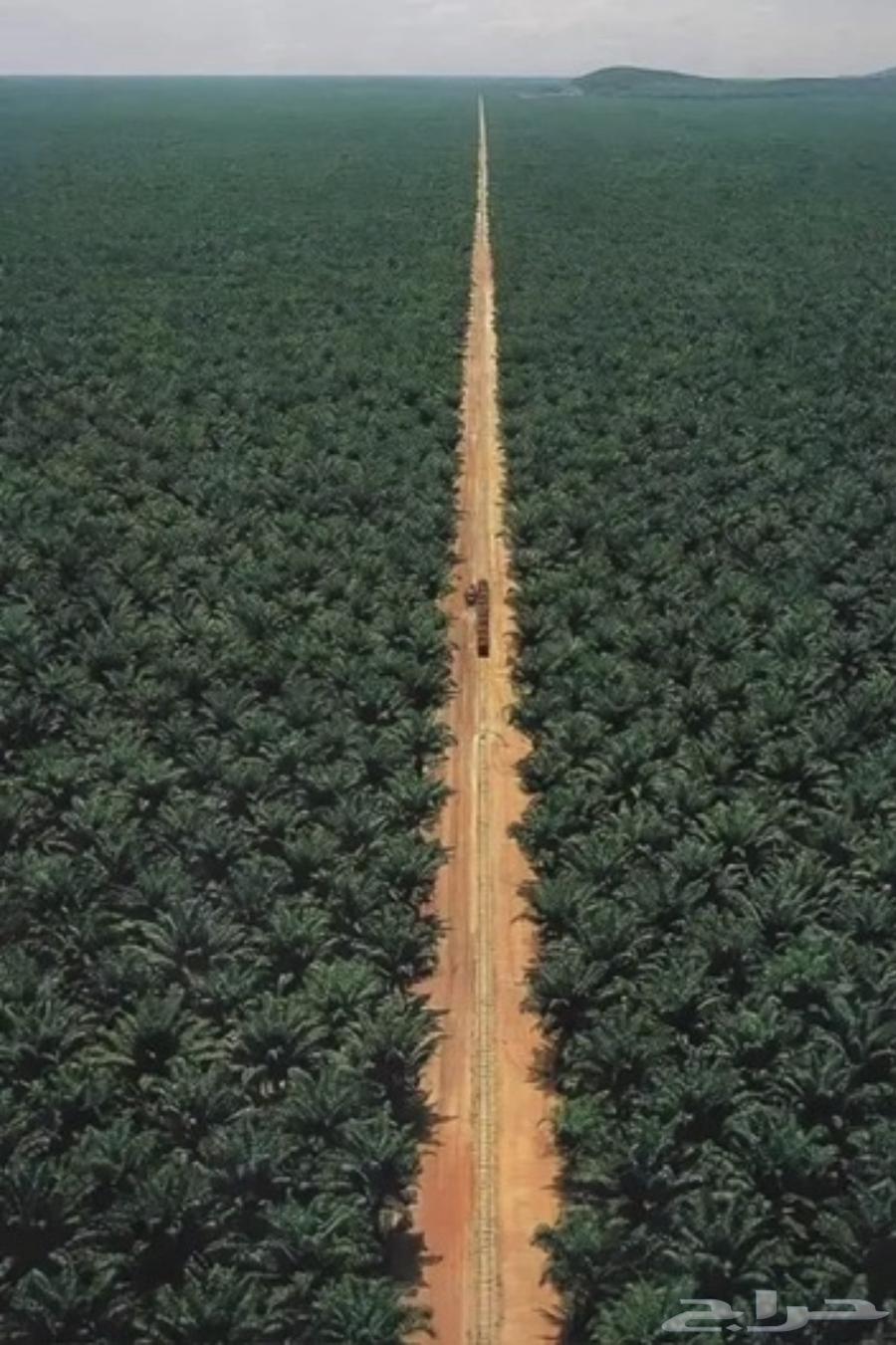 فرصة للبيع مشروع نخيل القصيم من المالك مباشره64515542721921110