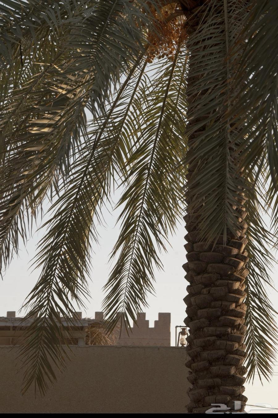 فرصة للبيع مشروع نخيل القصيم من المالك مباشره64515542721921112