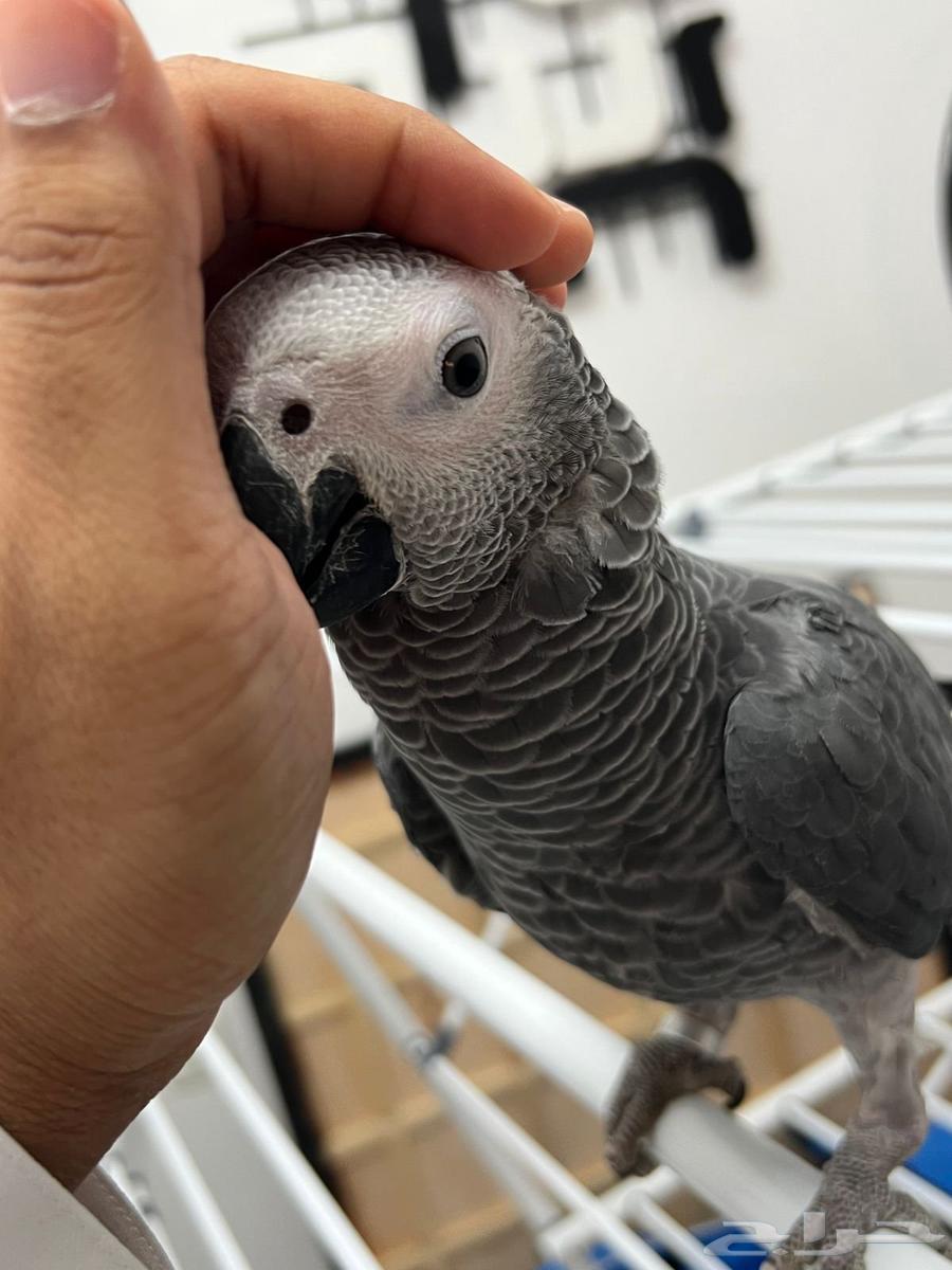 Faroukh Gongo Soft Casco64530798044419110