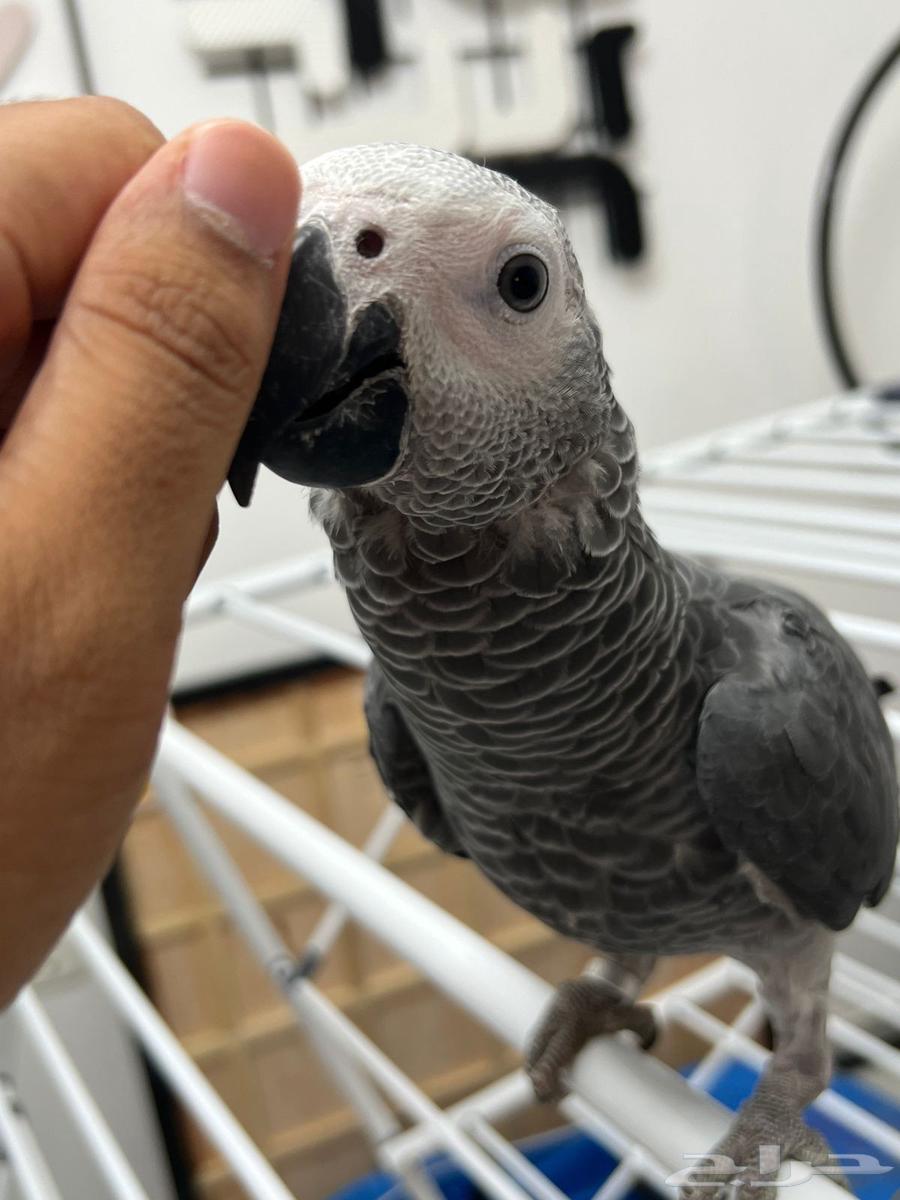 Faroukh Gongo Soft Casco64530798044419112