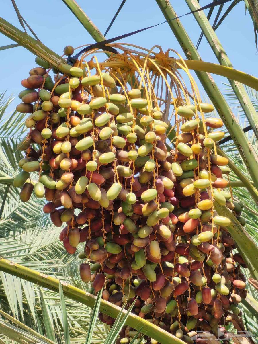 مزرعة للبيع